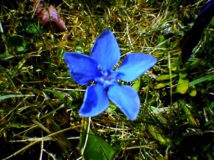 Spring Gentian