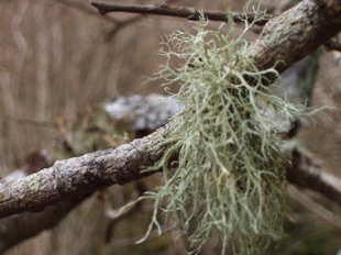 Lichens