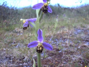 Bee Orchid