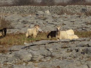 Ferral (wild) Goats